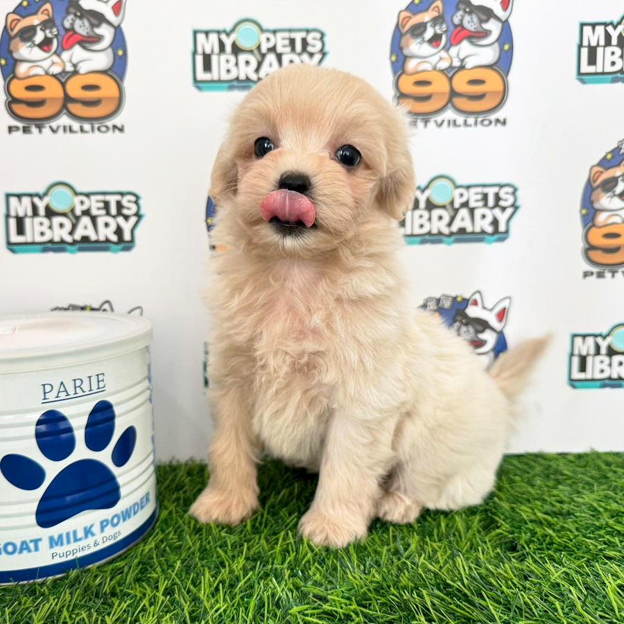 Maltipoo Puppy (Male) For Sale