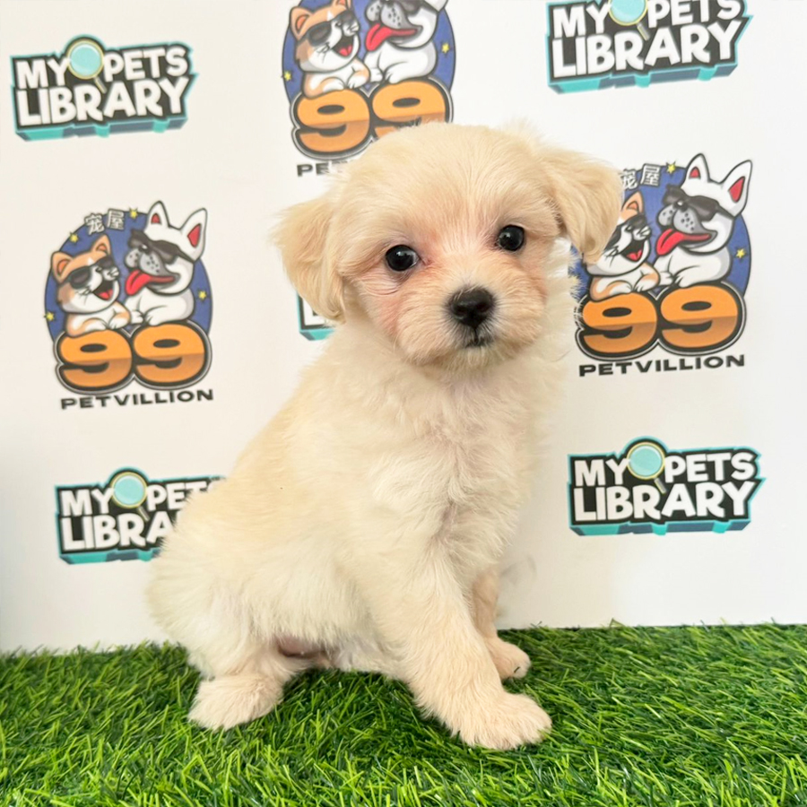 Maltipoo Puppy (Female) For Sale