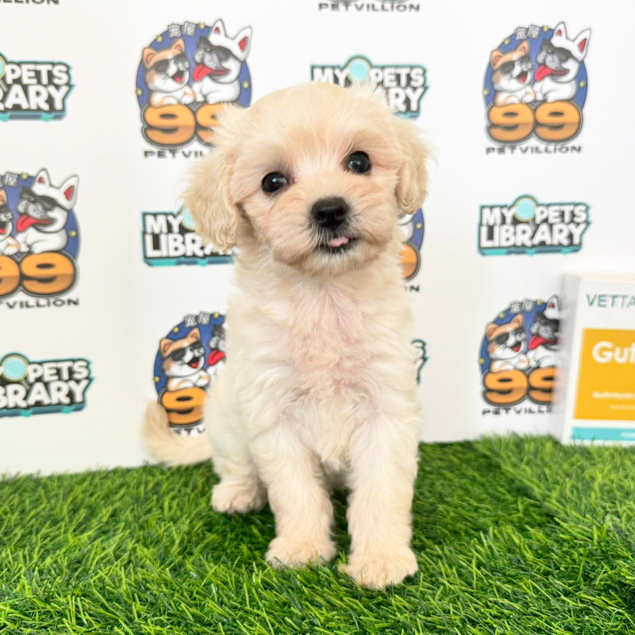 Maltipoo Puppy (Female) For Sale