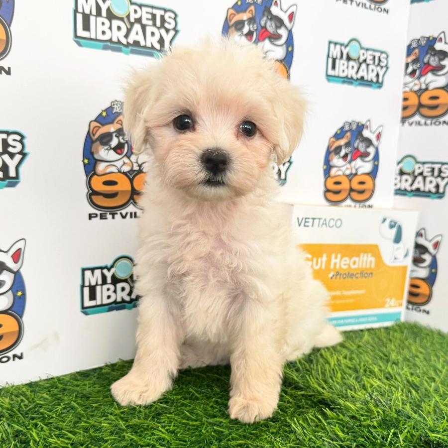 Maltipoo Puppy (Female) For Sale