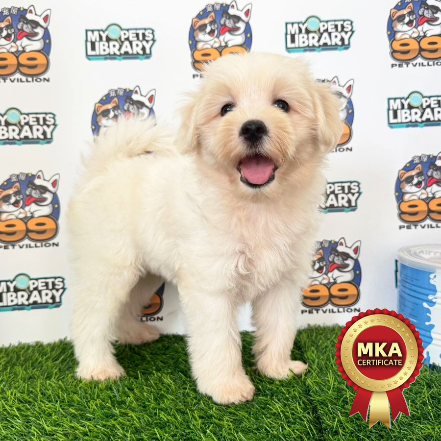 MKA Tiny Maltese Puppy (Male) For Sale