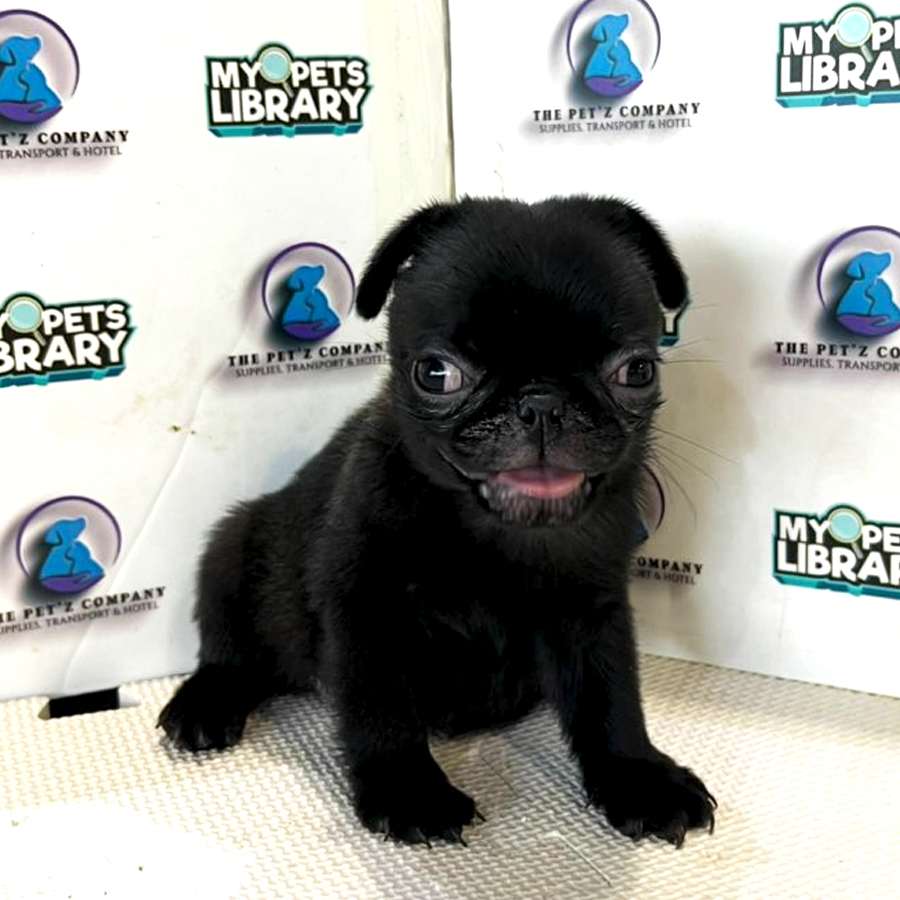 Pug Puppy (Female) For Sale