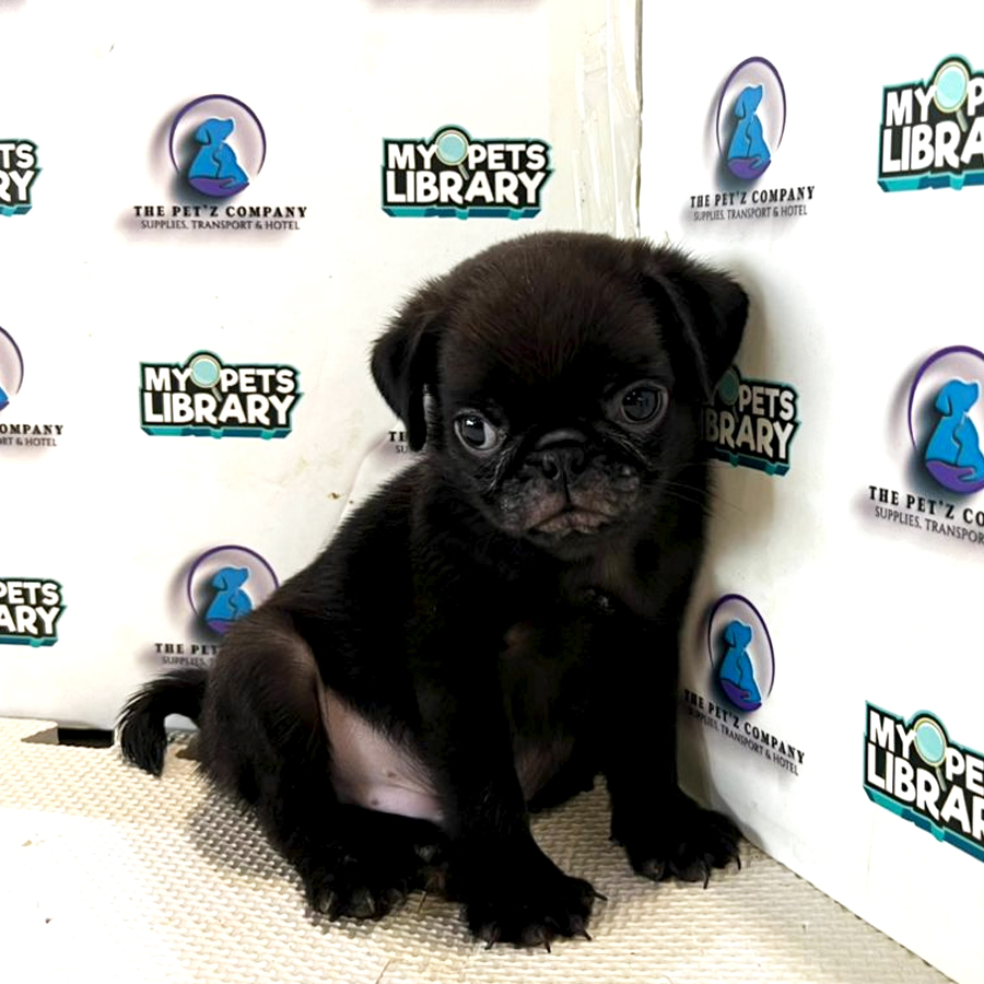 Pug Puppy (Male) For Sale