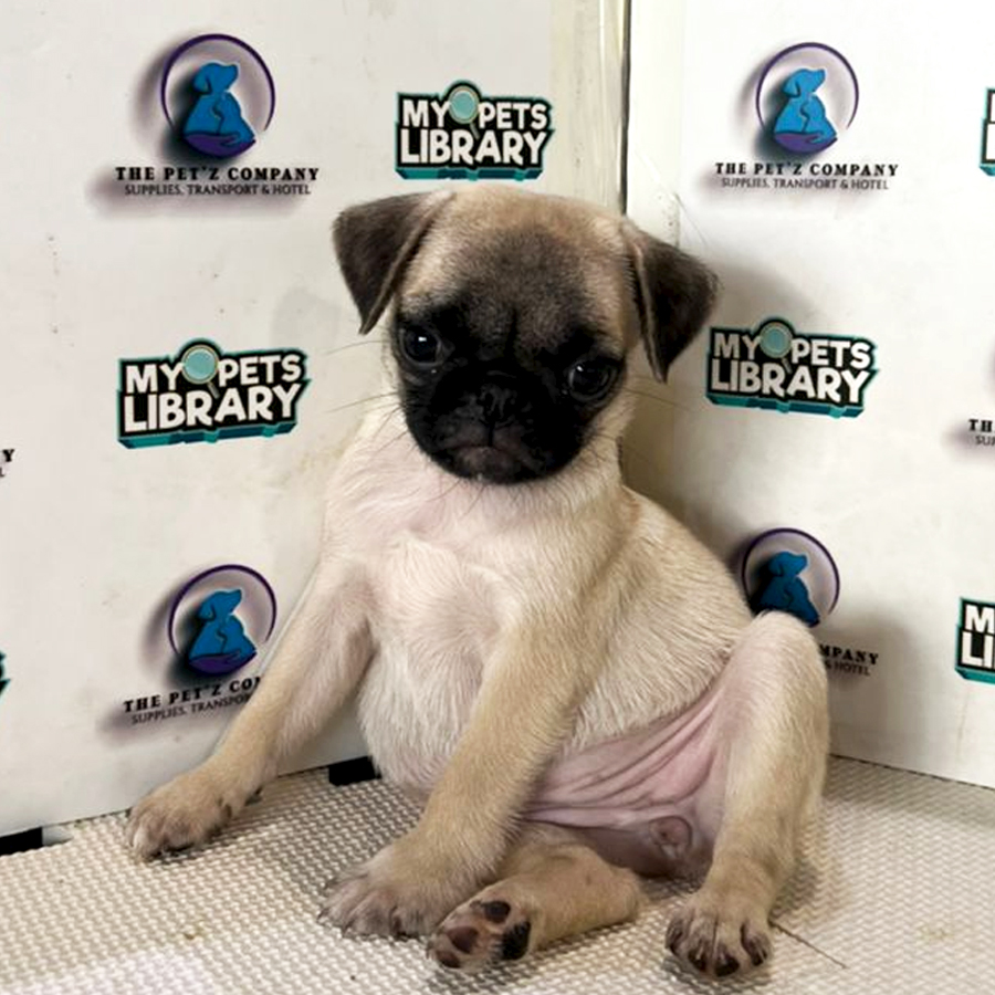 Pug Puppy (Female) For Sale