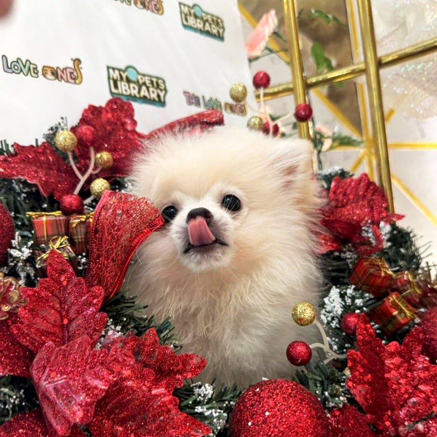 Tiny Pomeranian Puppy (Male) For Sale