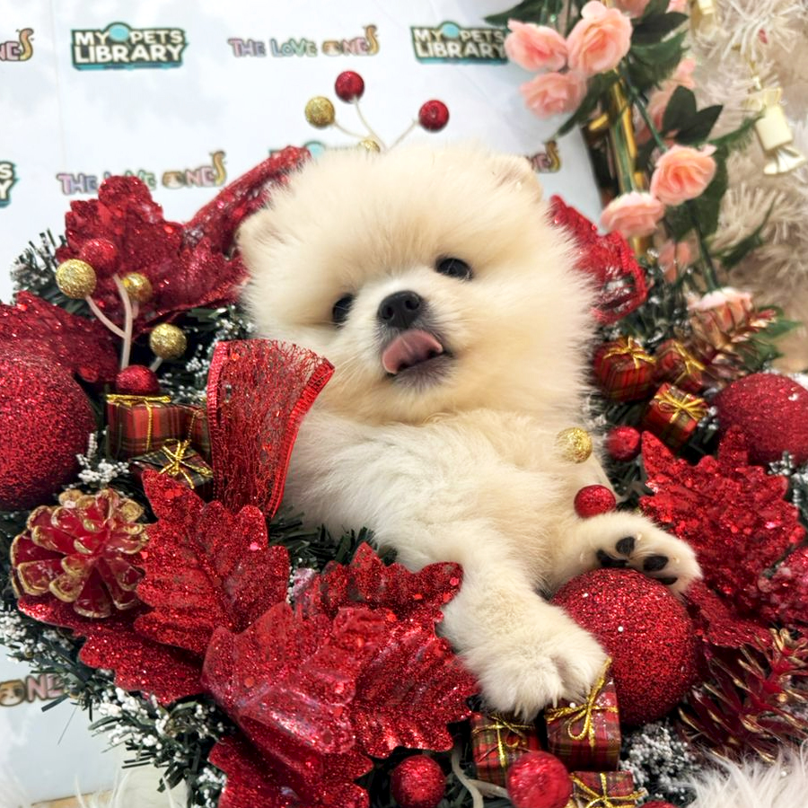 Tiny Pomeranian Puppy (Male) For Sale