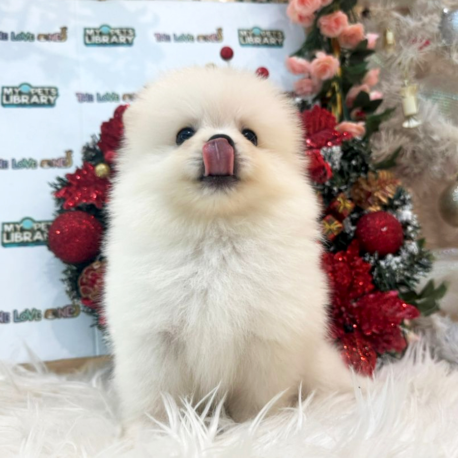 Tiny Pomeranian Puppy (Male) For Sale