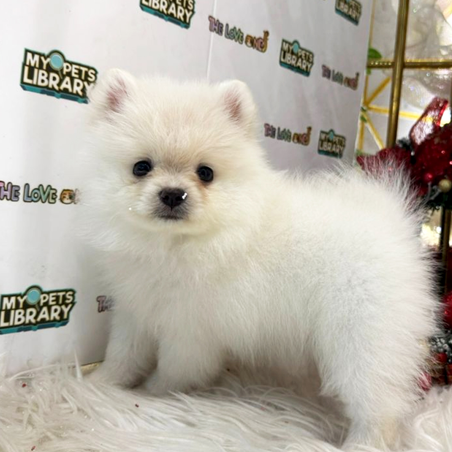 Tiny Pomeranian Puppy (Female) For Sale