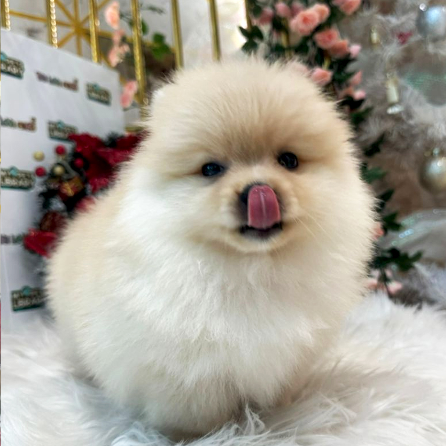 Tiny Pomeranian Puppy (Male) For Sale