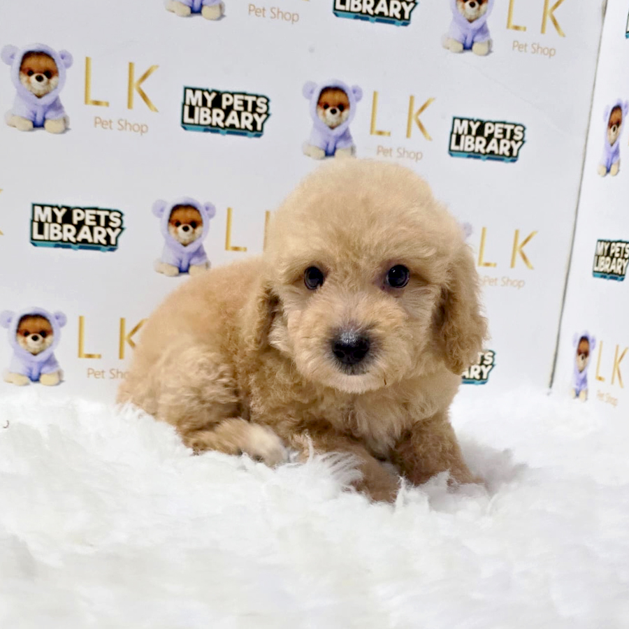 Maltipoo Puppy (Male) For Sale
