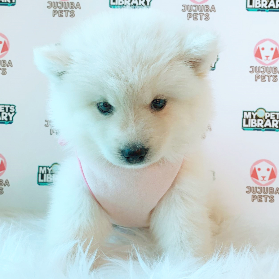 Pomsky Puppy (Female) For Sale