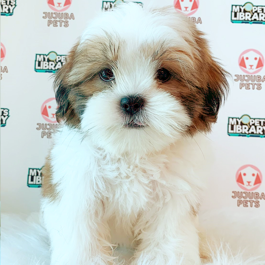 Shih Tzu Puppy (Male) For Sale