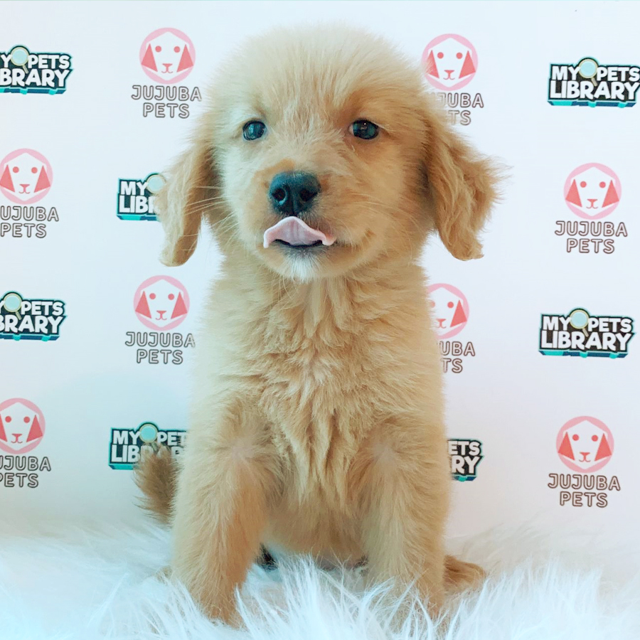 Golden Retriever Puppy (Female) For Sale