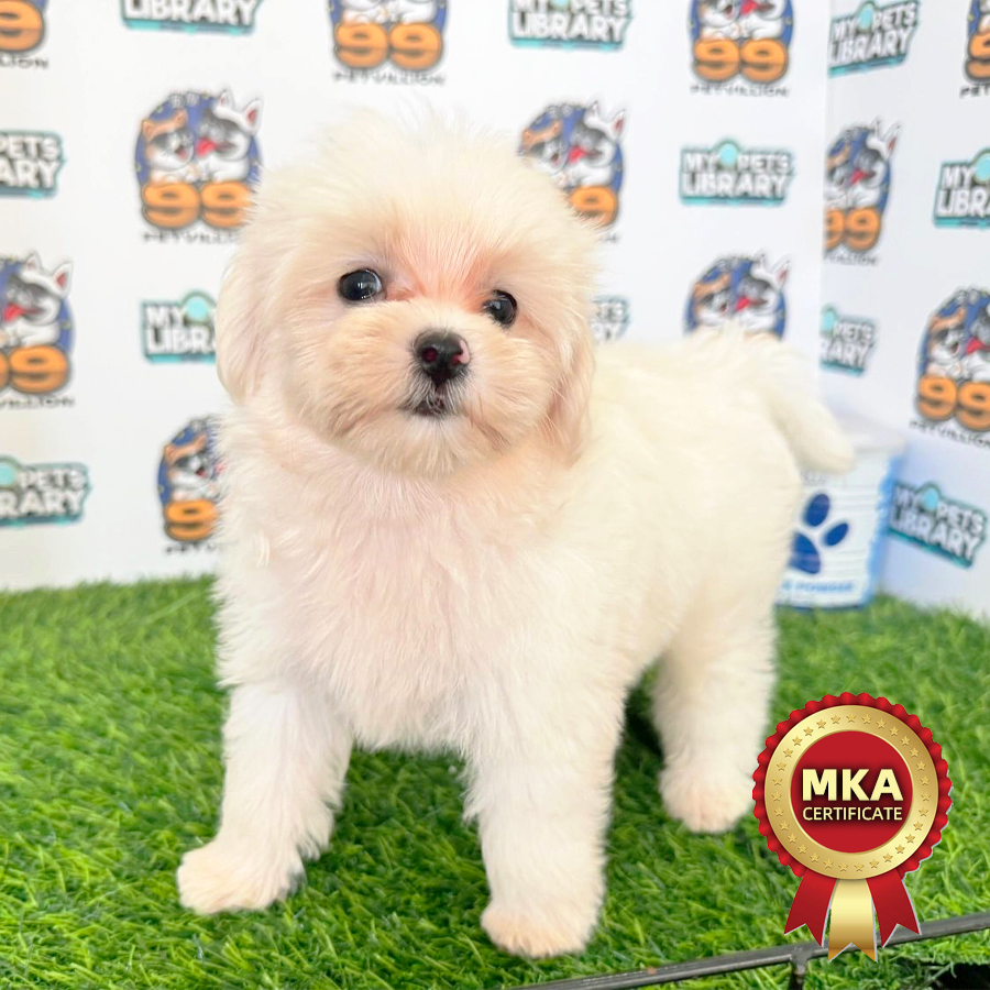 MKA Tiny Maltese Puppy (Male) For Sale