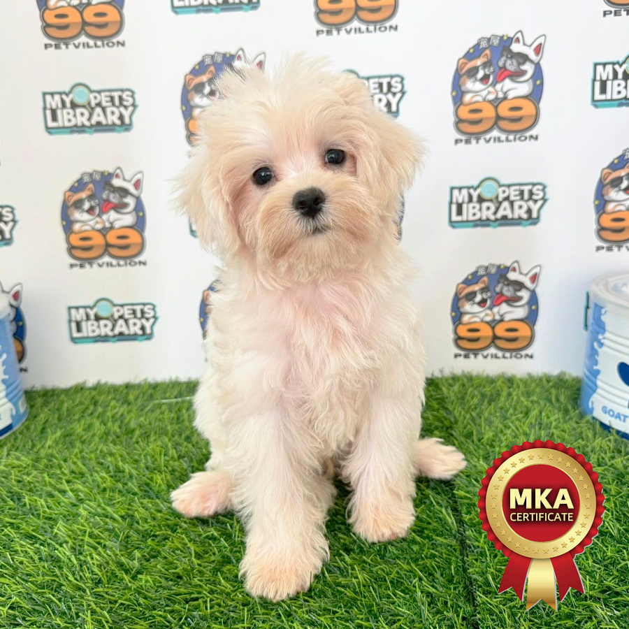 MKA Tiny Maltese Puppy (Male) For Sale