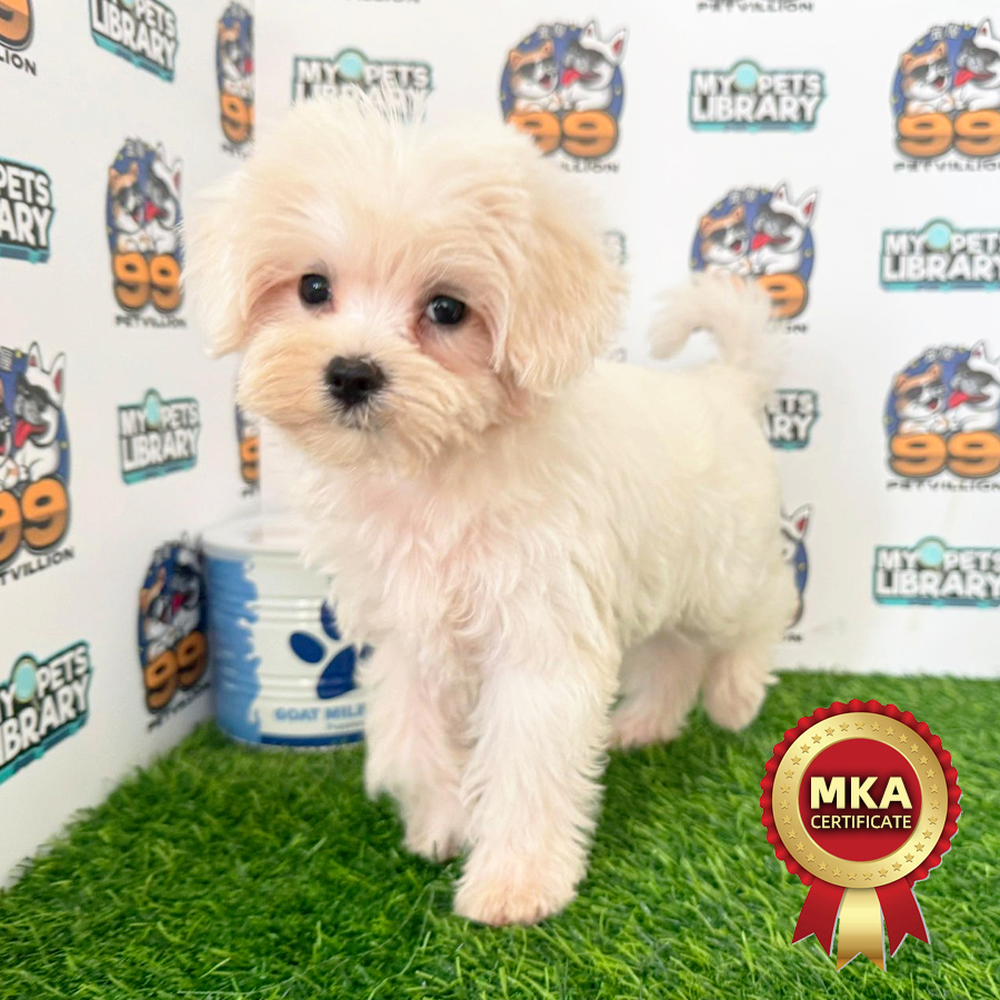 MKA Tiny Maltese Puppy (Male) For Sale