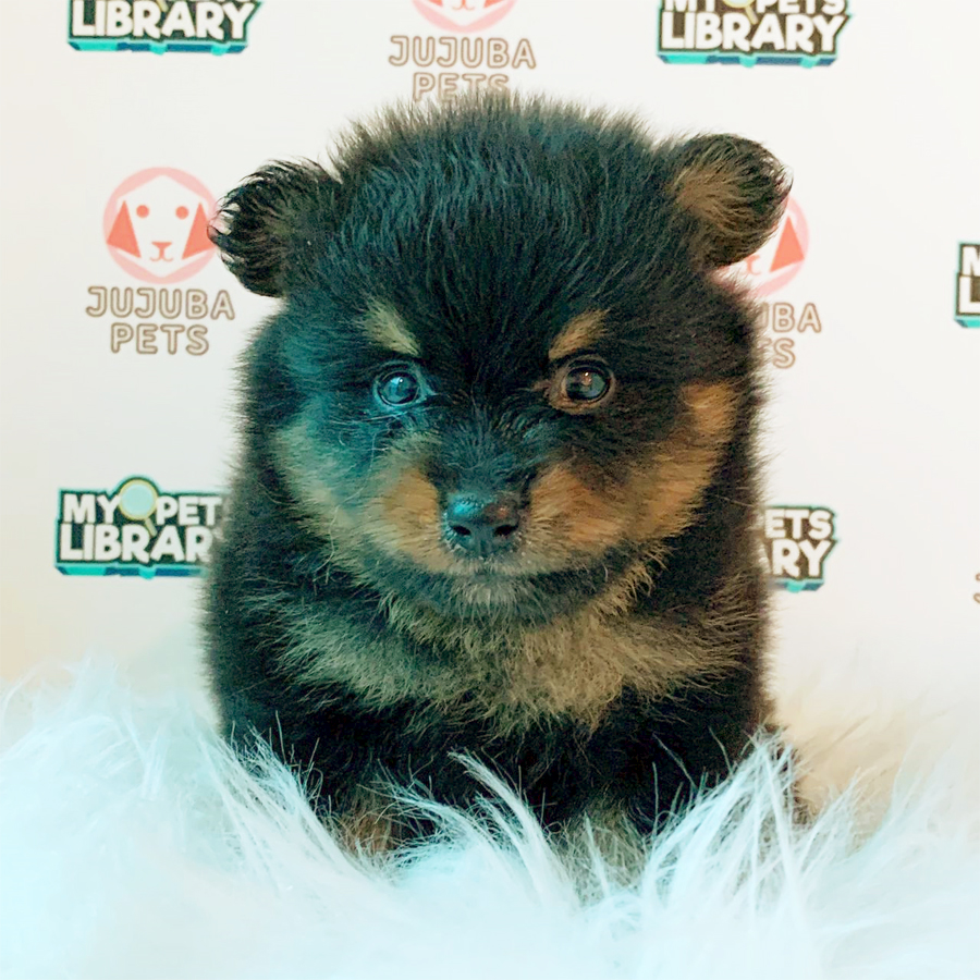Pomeranian Puppy (Male) For Sale