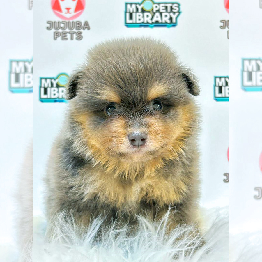 Pomeranian Puppy (Male) For Sale
