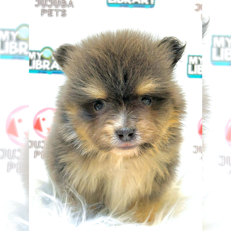 Pomeranian Puppy (Female) For Sale