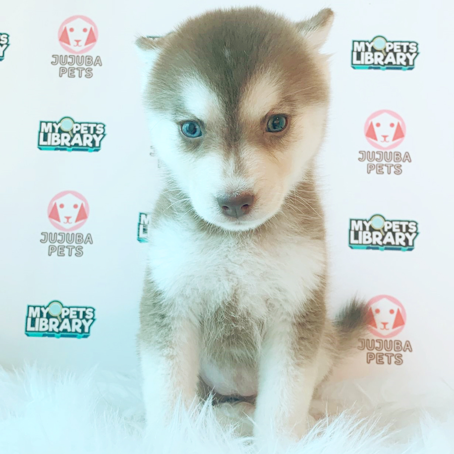 Pomsky Puppy (Female) For Sale