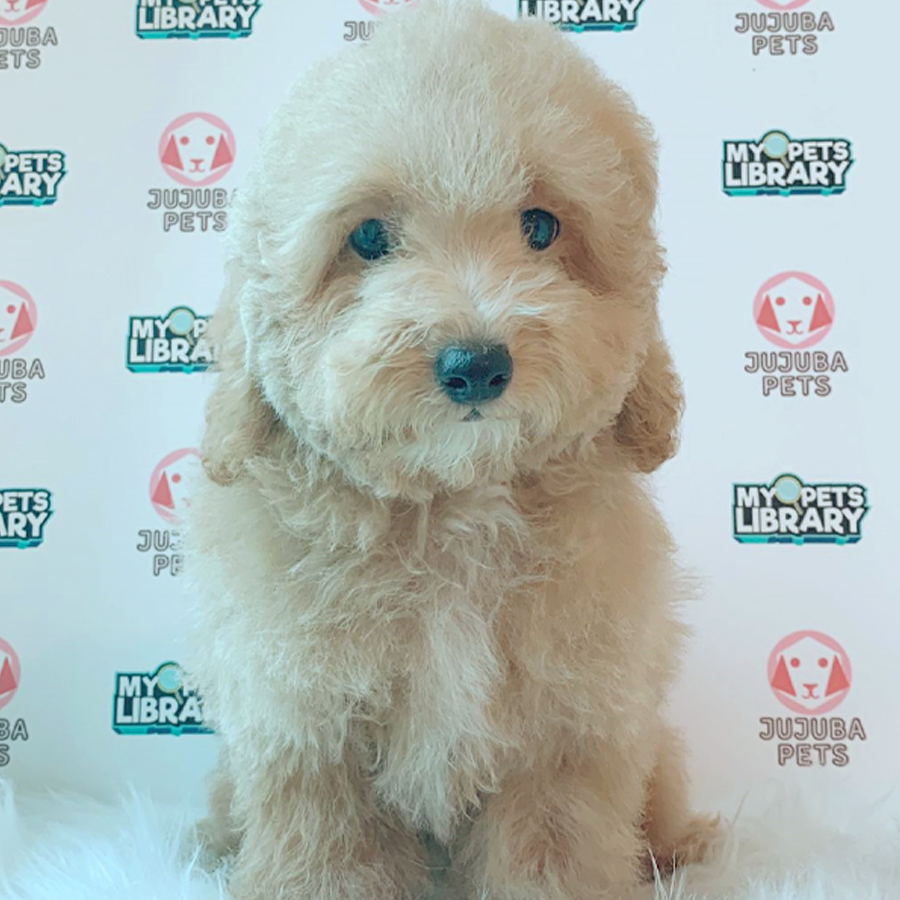 Toy Poodle Puppy (Male) For Sale