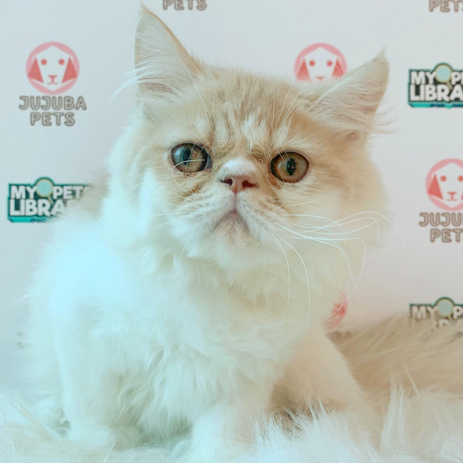 Persian Kitten (Male) For Sale
