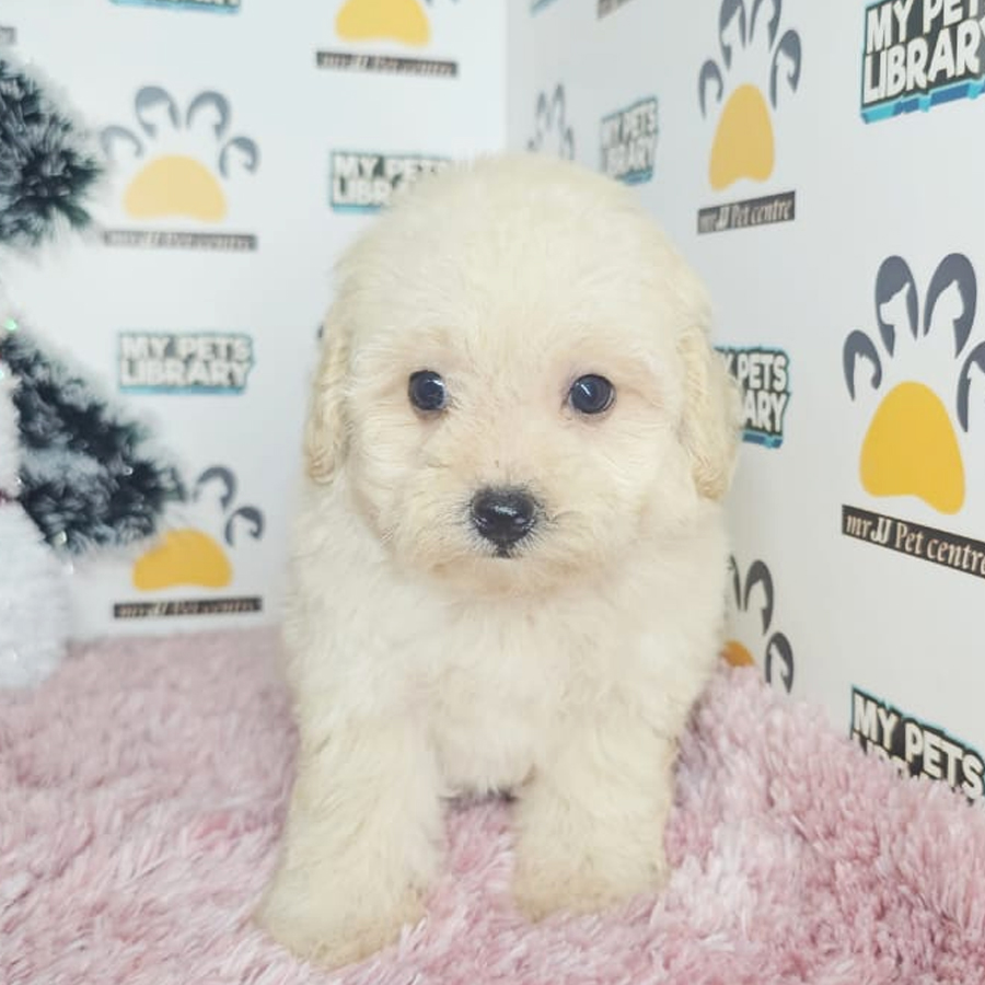 Tiny Poodle Puppy (Female) For Sale