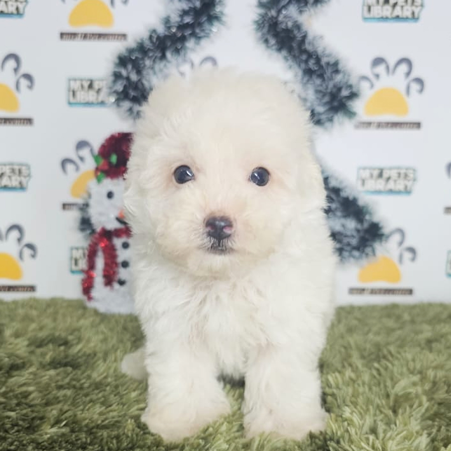 Tiny Poodle Puppy (Male) For Sale