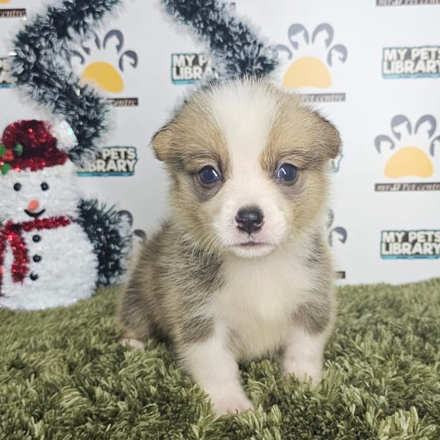 Corgi Puppy (Male) For Sale