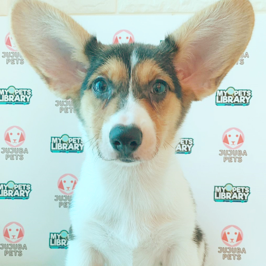 Welsh Corgi Puppy (Female) For Sale