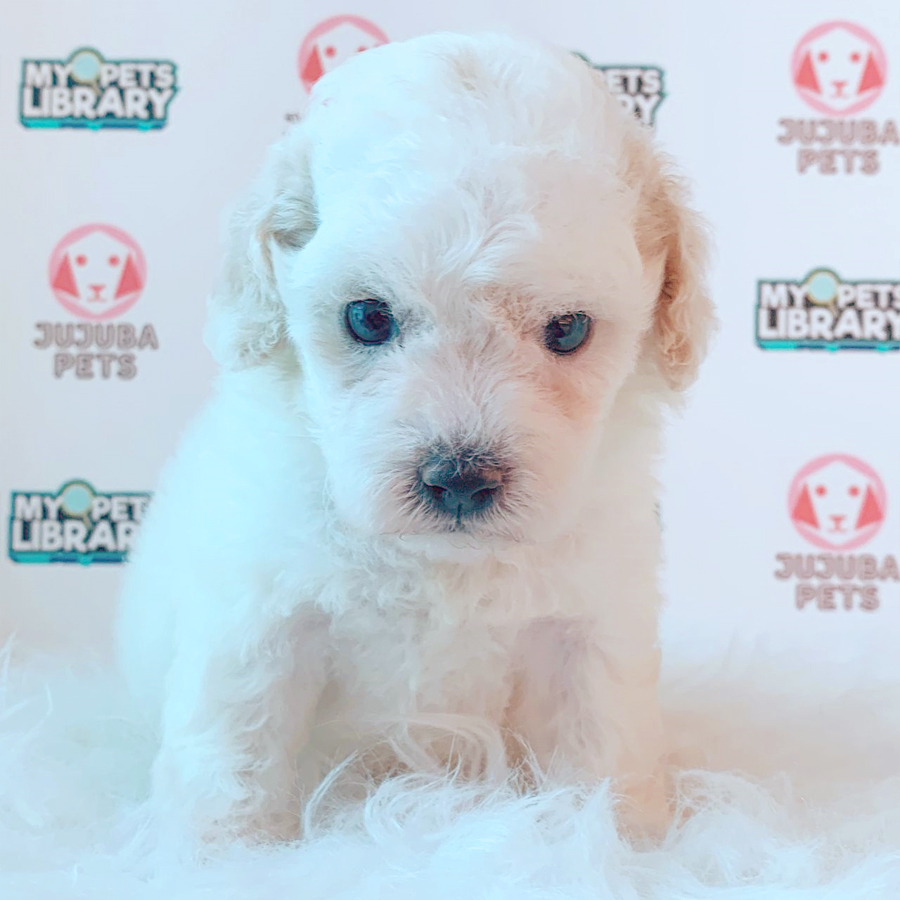Toy Poodle Puppy (Female) For Sale