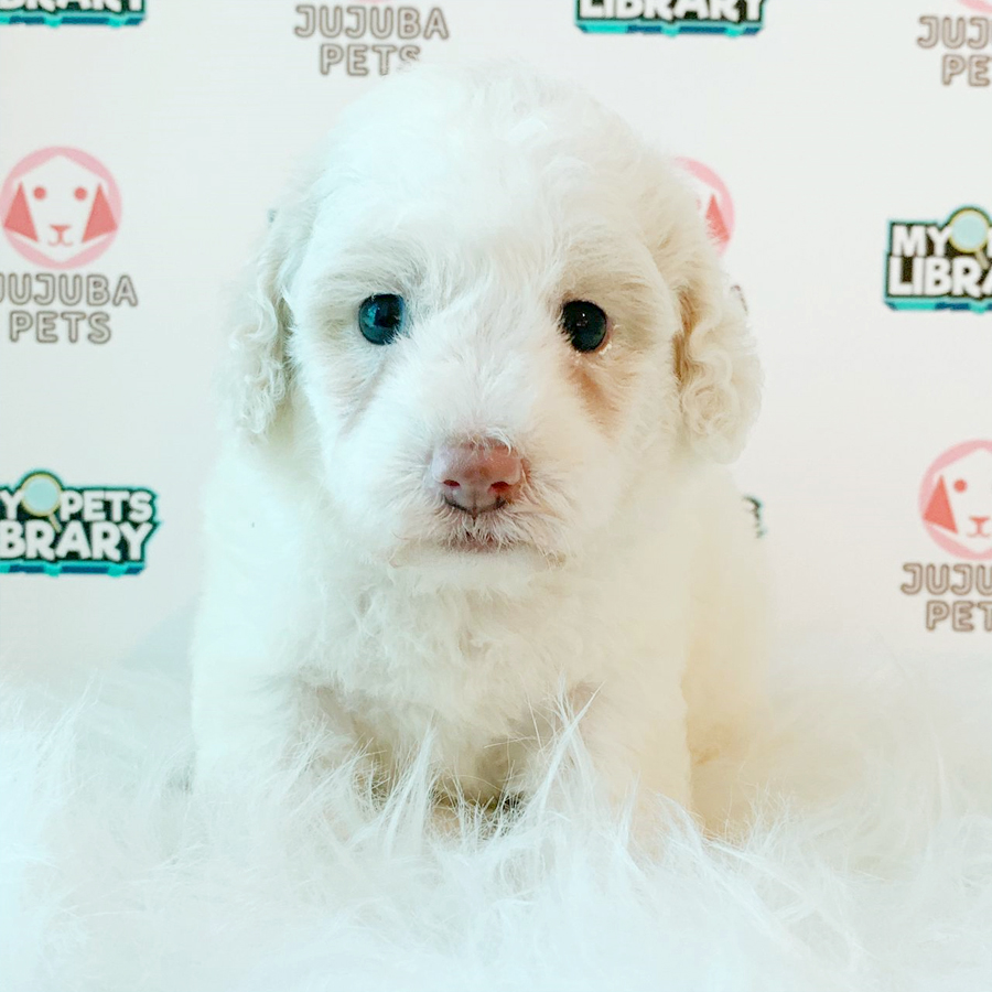Toy Poodle Puppy (Male) For Sale
