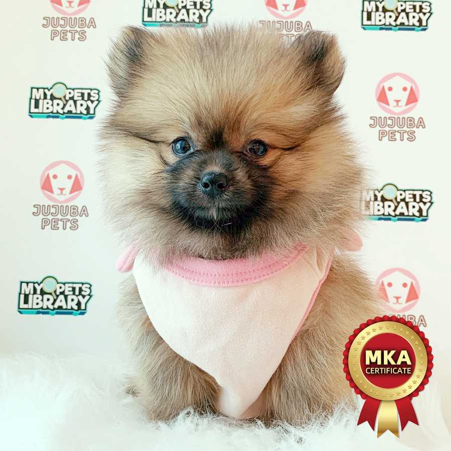 MKA Pomeranian Puppy (Female) For Sale