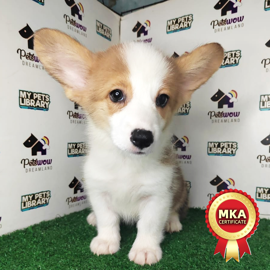 MKA Pembroke Welsh Corgi Puppy (Female) For Sale