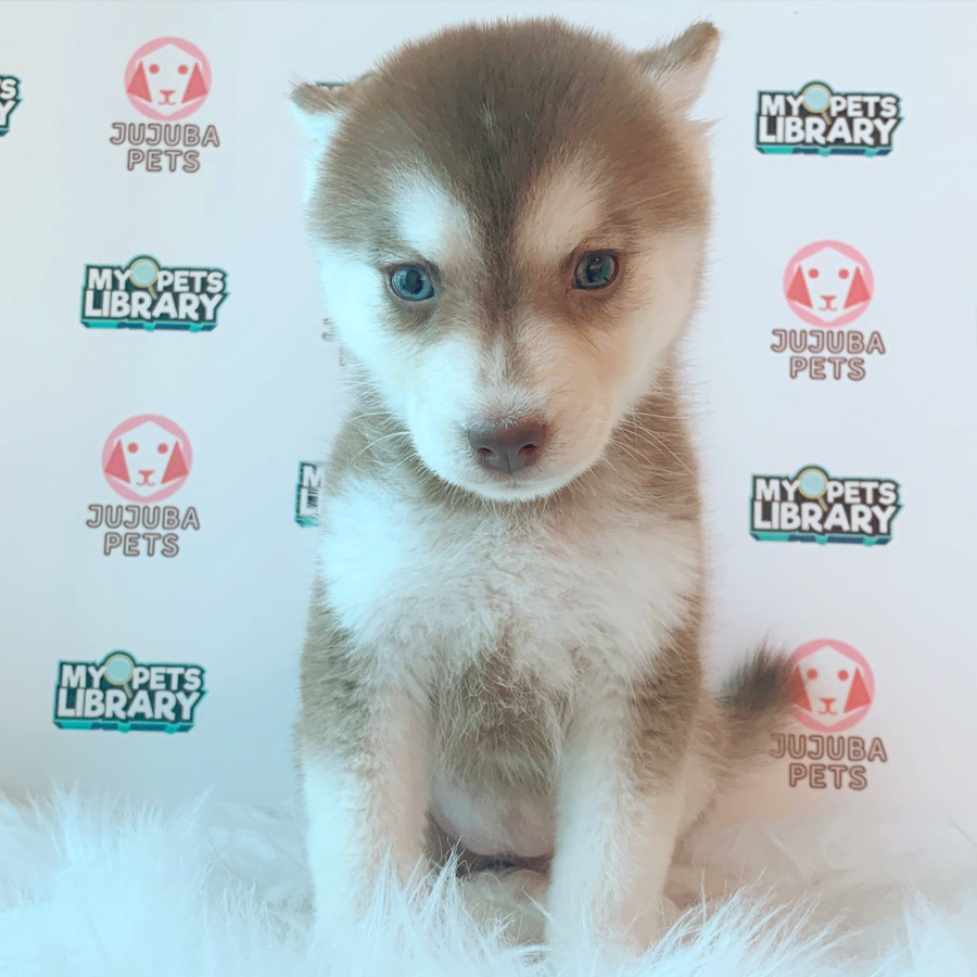 Pomsky Puppy (Female) For Sale
