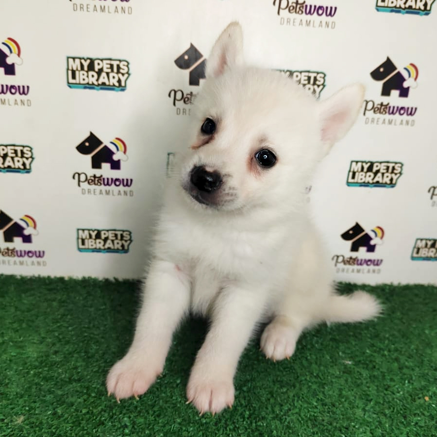 Spitz Puppy (Male) For Sale