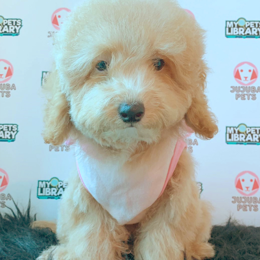 Toy Poodle Puppy (Male) For Sale