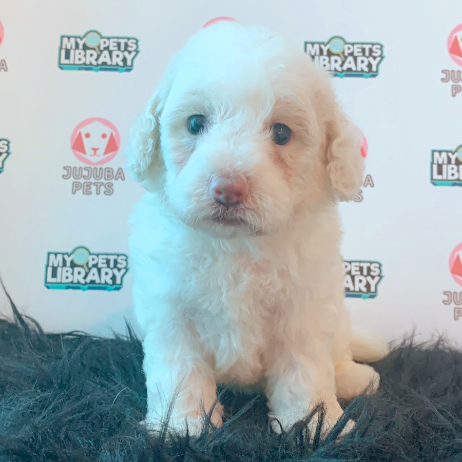 Toy Poodle Puppy (Male) For Sale