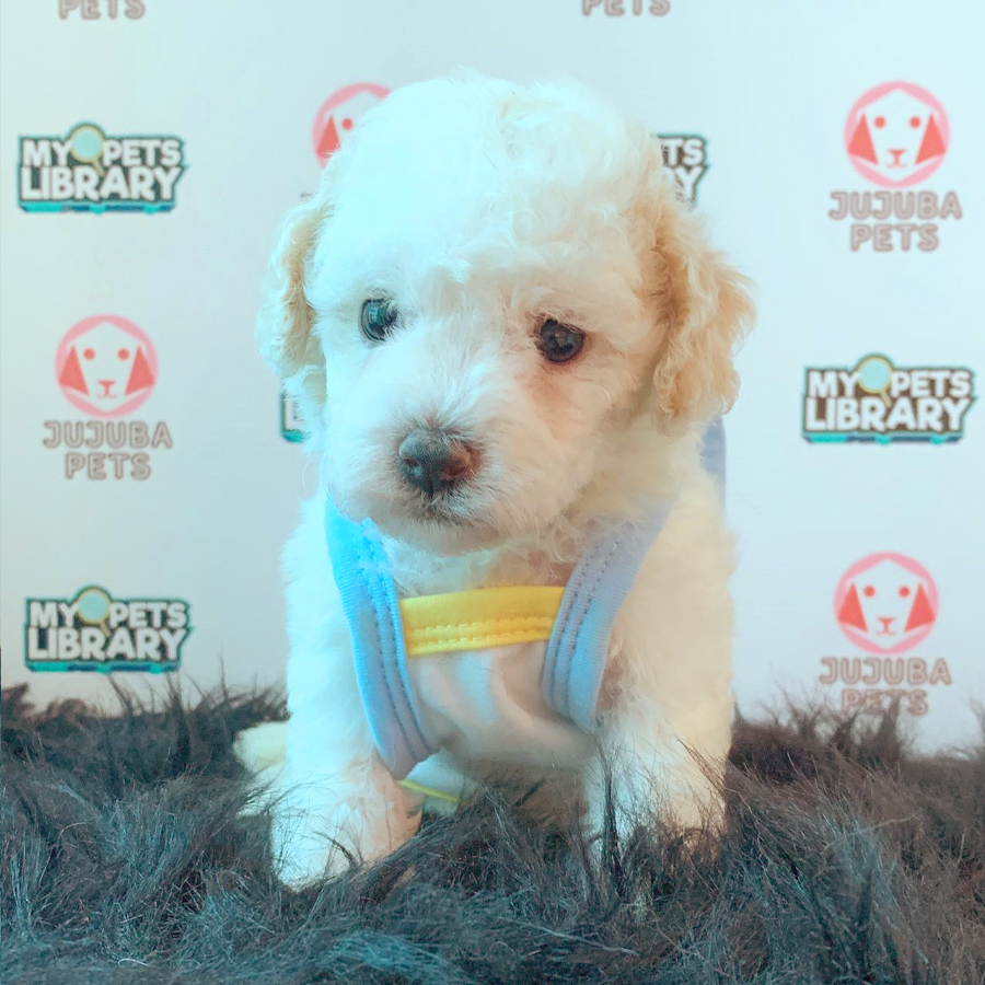 Toy Poodle Puppy (Female) For Sale