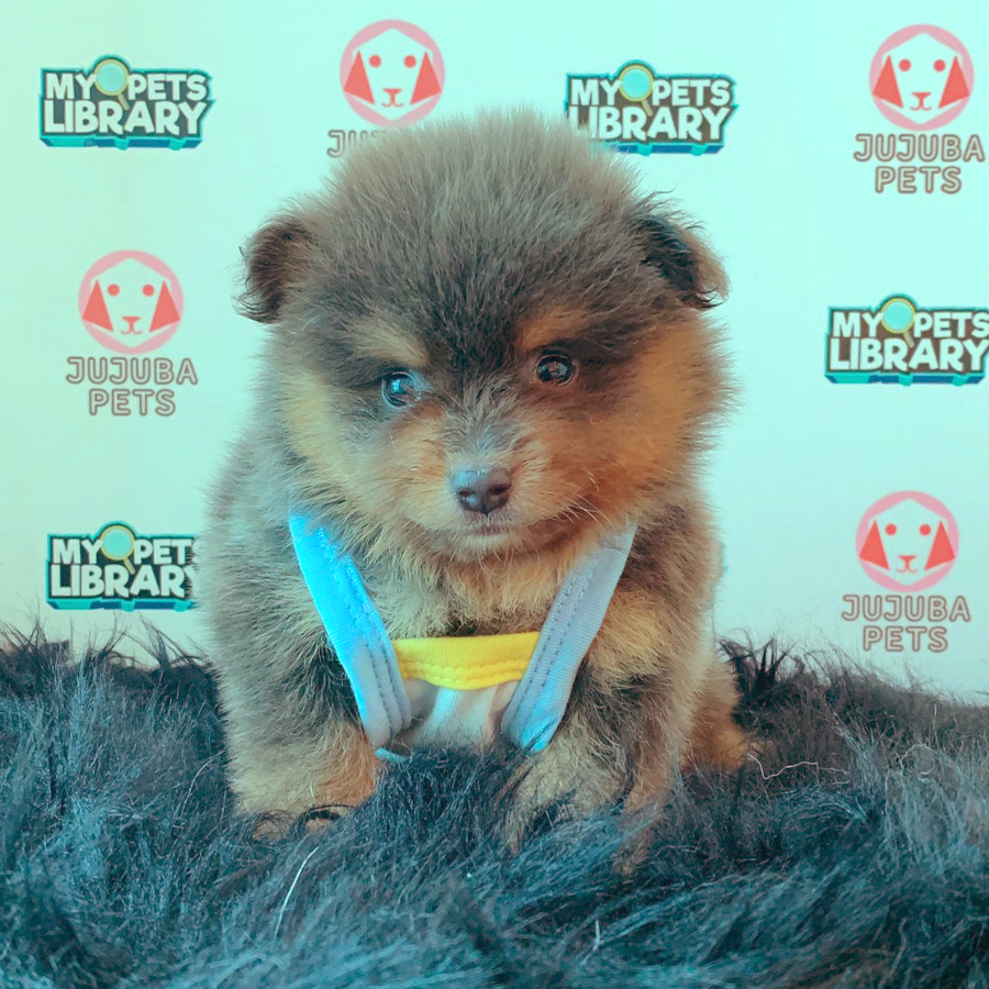 Pomeranian Puppy (Male) For Sale