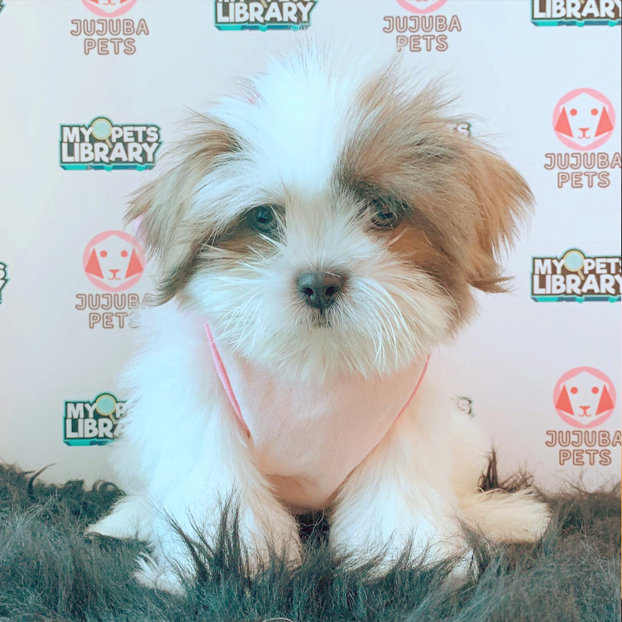 Shih Tzu Puppy (Male) For Sale