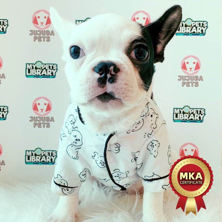MKA French Bulldog Puppy (Female) For Sale