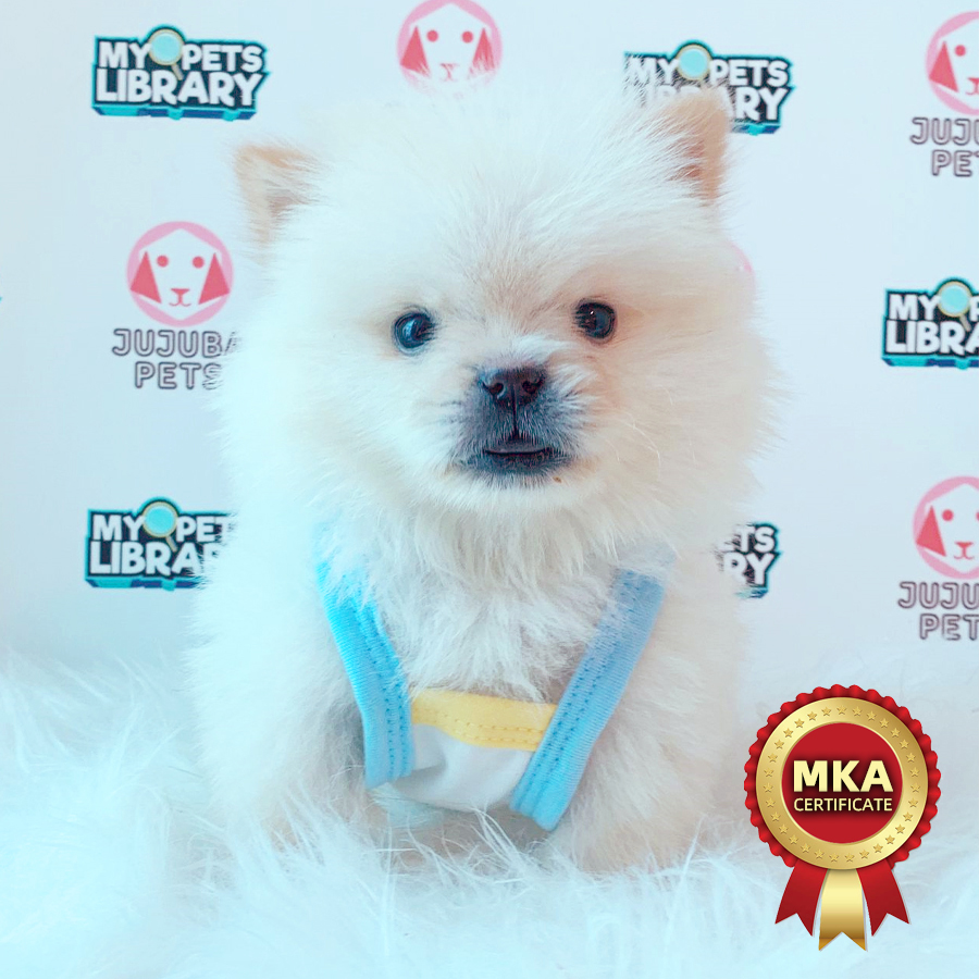 MKA Chow Chow Puppy (Female) For Sale