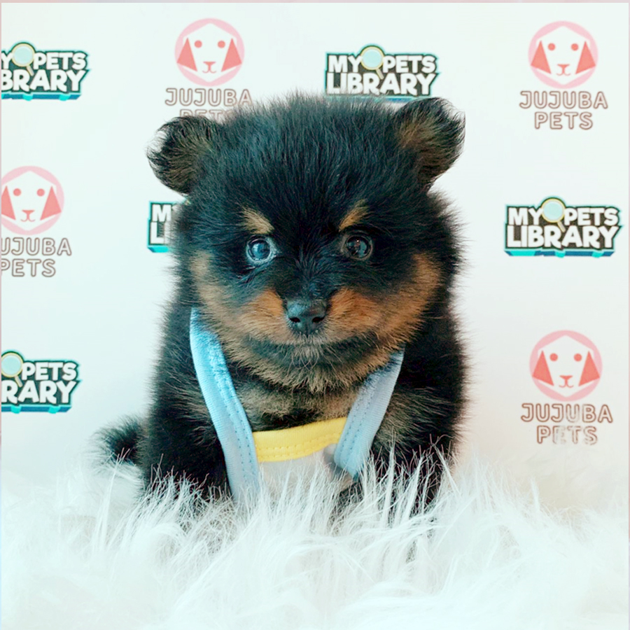 Pomeranian Puppy (Male) For Sale