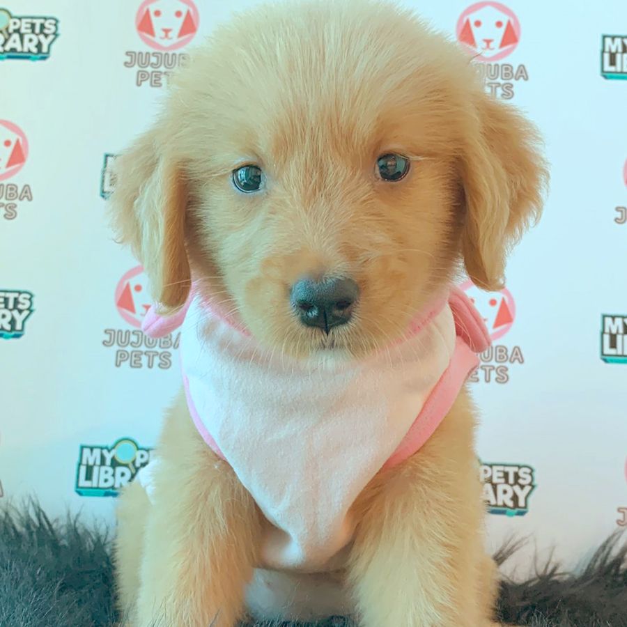 Golden Retriever Puppy (Female) For Sale