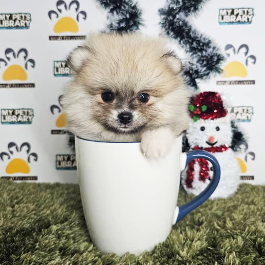 Teacup Pomeranian Puppy (Male) For Sale