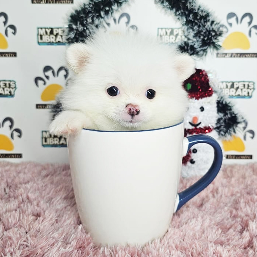 Teacup Pomeranian Puppy (Female) For Sale