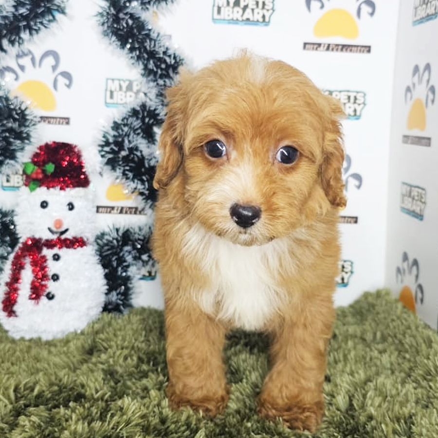 Poodle Puppy (Male) For Sale