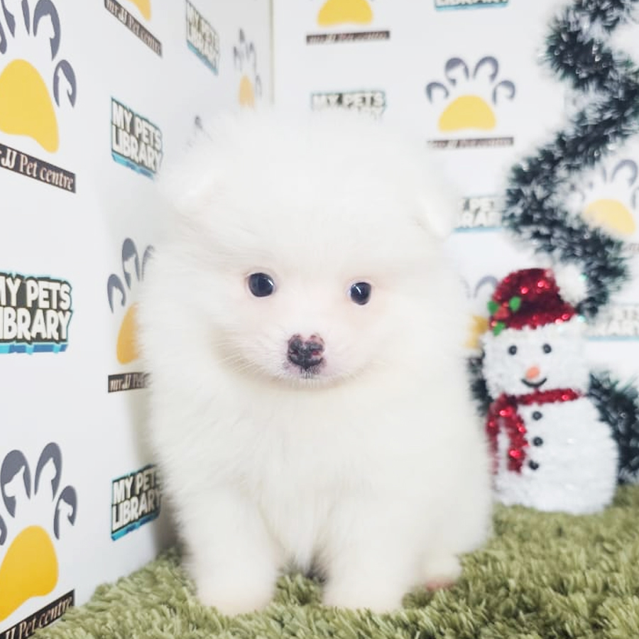 Tiny Pomeranian Puppy (Male) For Sale