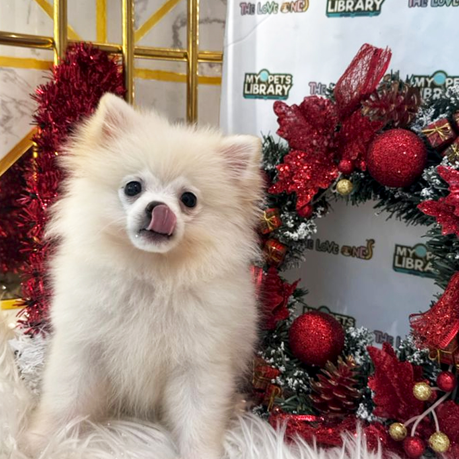 Tiny Pomeranian Puppy (Male) For Sale